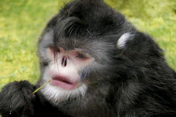 Reconstrucción en photoshop de un mono de hocico chato. Foto: EFE