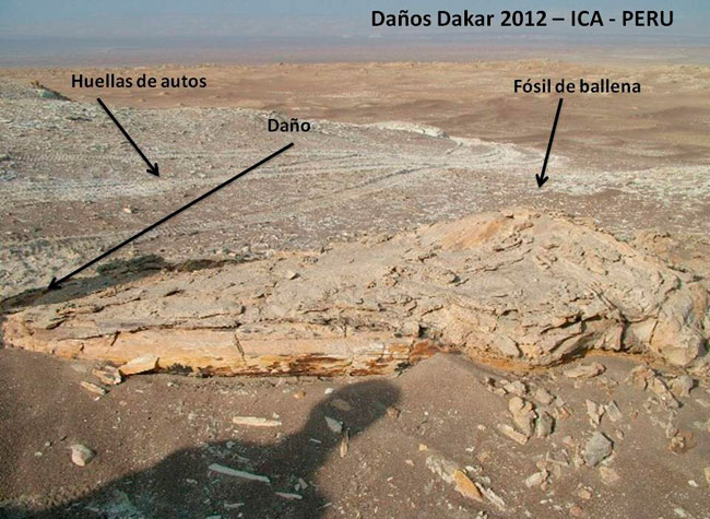 Fotografía cedida por la Asociación Museo Paleontológico Meyer Hönninger, donde se observan fósiles dañados por el paso del Dakar en el desierto de Ica. Foto: EFE