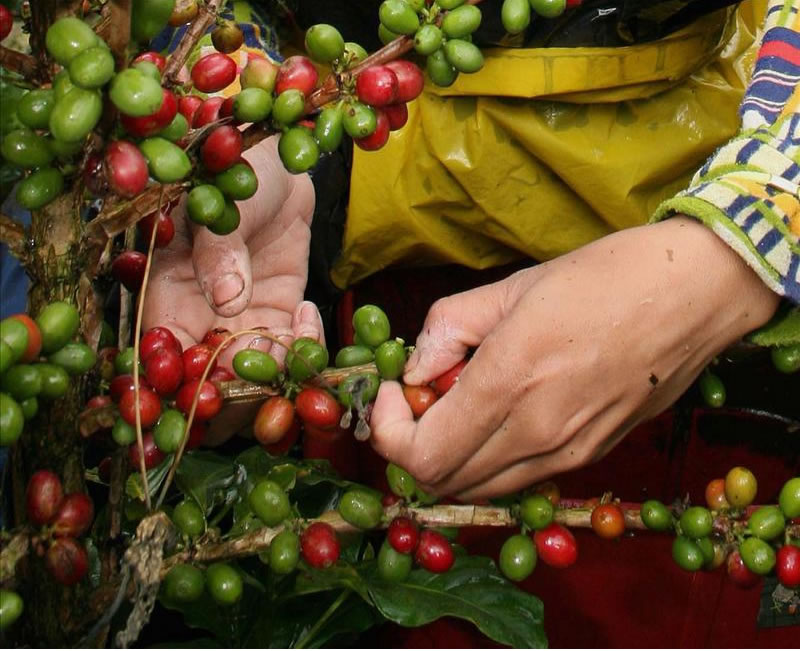 Producción y exportación de café en Colombia cerraron el 2013 al alza. Foto: EFE