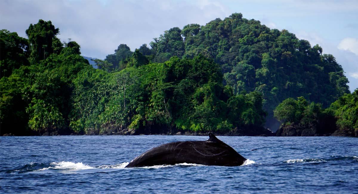 La danza de las ballenas es un show hermoso para vivir en Bahía Solano. Foto: Shutterstock