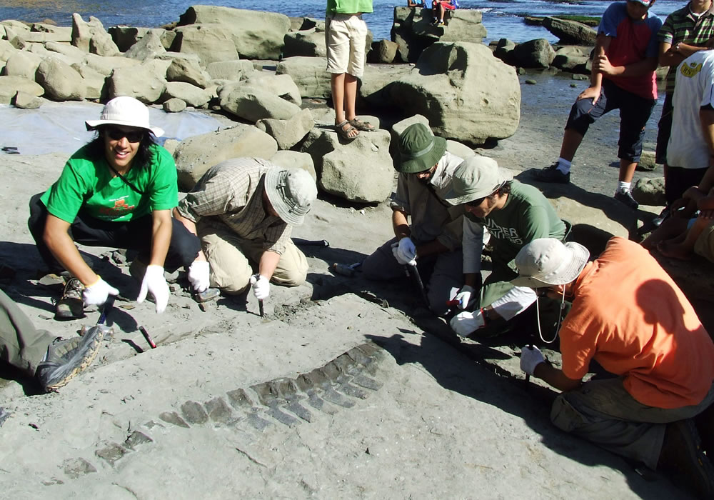 Investigadores chilenos descubrieron restos óseos que corresponden a un nuevo tipo de plesiosaurio, un reptil marino de cuello alargado. Foto: EFE