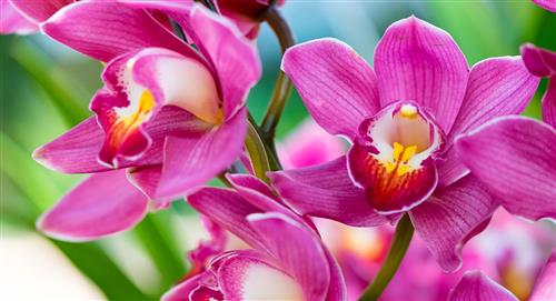Parque Nacional Natural Las Orquídeas, expresión de exuberante belleza
