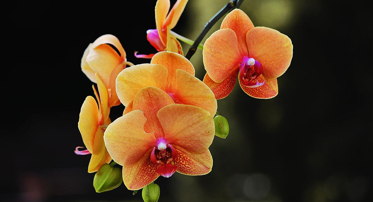 Parque Nacional Natural Las Orquídeas, expresión de exuberante belleza