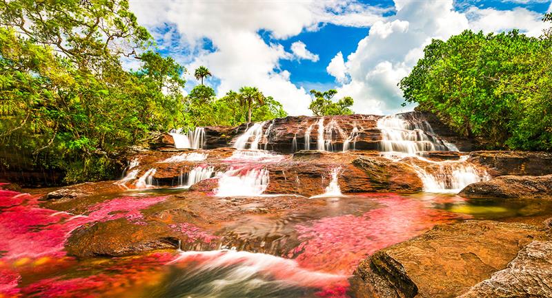 El Caño Cristales Ha sido denominado "el río de los dioses" o "el río de los siete colores". Foto: Shutterstock