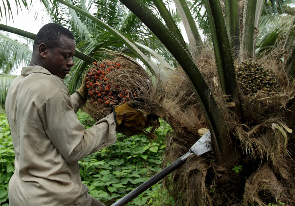 Un trabajador en un cultivo de Palma de Aceite en la localidad colombiana de Tumaco. Foto: EFE