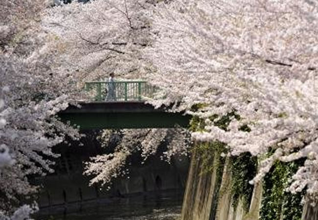 Una persona cruza un puente sobre el río Kanda con los cerezos en plena floracion en Tokio (Japón). Foto: EFE
