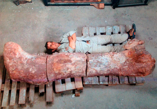 Imagen cedida por el Museo Egidio Feruglio. Un hombre junto al fémur del dinosaurio encontrado en la provincia argentina de Chubut (sur). Foto: EFE