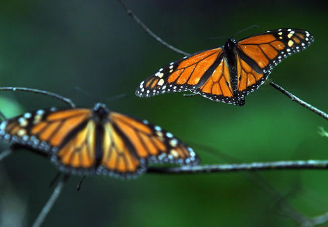 Mariposas monarca. Foto: EFE
