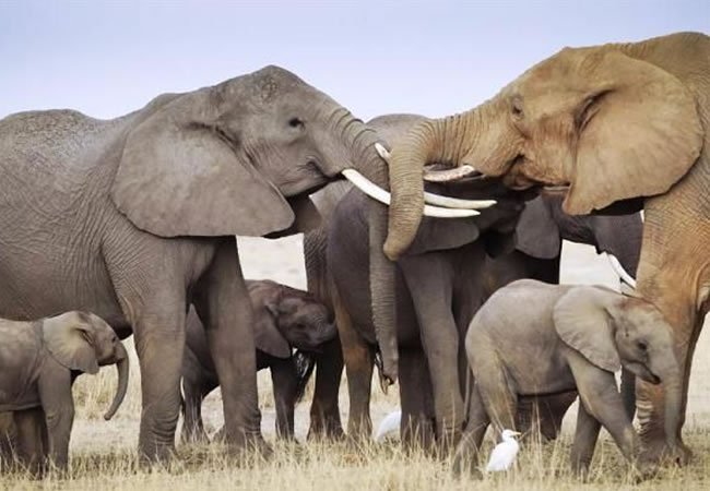 Elefantes Africanos. Foto: EFE