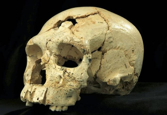 Fotografía facilitada por el Museo de la Evolución Humana de Atapuerca del cráneo número 17 de la Sima de los Huesos. Foto: EFE