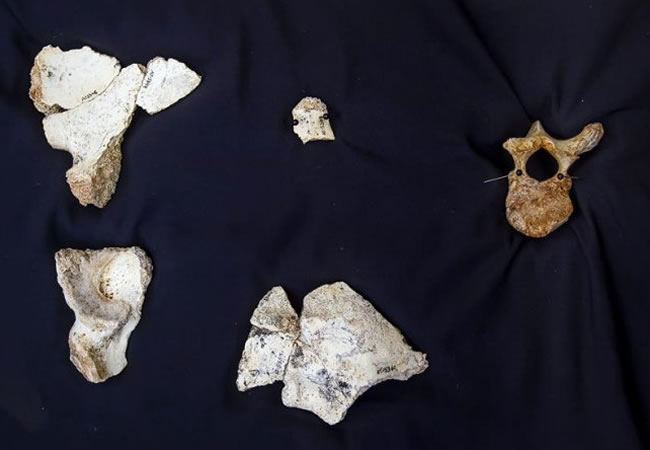 Partes de un hueso occipital, de una nariz y una vértebra encontrados en la Sima de los Huesos en los yacimientos de Atapuerca. Foto: EFE