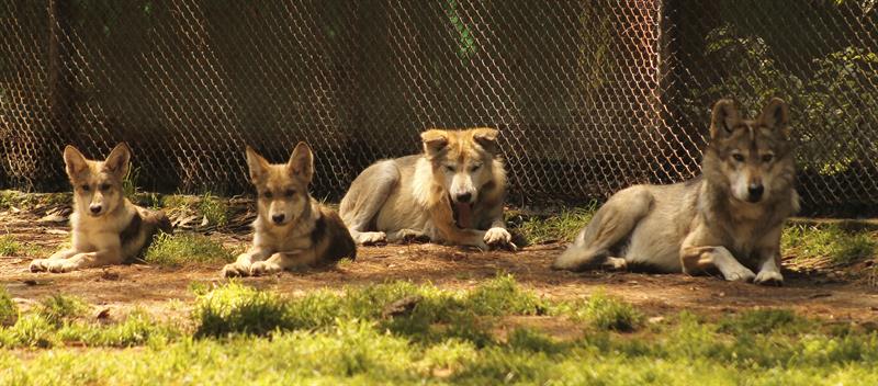 Lobos en zoológico mexicano tras exitosa inseminación artificial. Foto: EFE