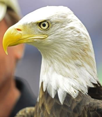 Águila Calva, símbolo nacional de los Estados Unidos. Foto: EFE