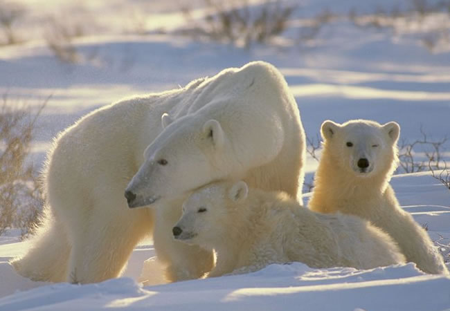Osos polares. Foto: EFE