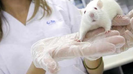 Científicos japoneses logran crear ratones transparentes. Foto: EFE