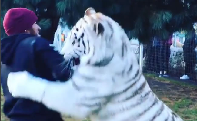 Hamilton con el tigre blanco. Foto: Youtube