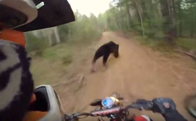 Momento del encuentro con el oso. Foto: Youtube
