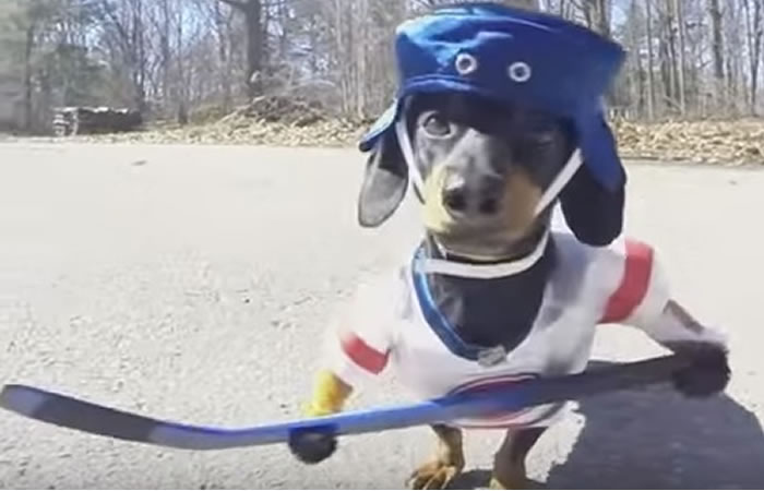 Crusoe, el perro que juega hockey. Foto: Youtube