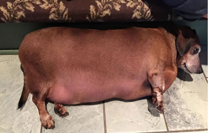 Vincent es un perrito salchicha que fue sometido a una rituna de ejercicios por su sobre peso. Foto: Facebook