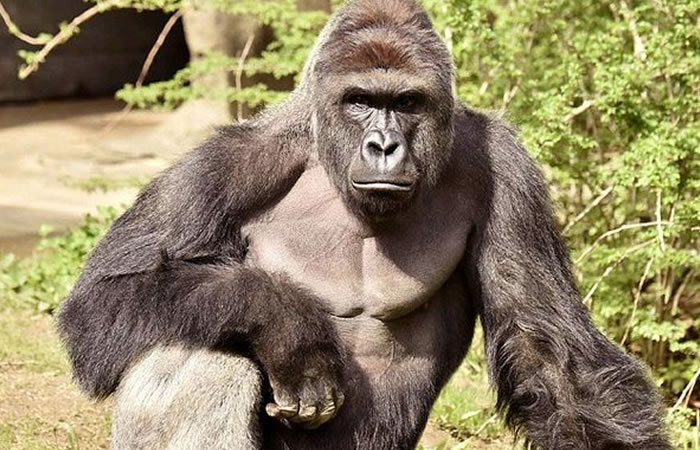 Harambe, el gorila sacrificado. Foto: Twitter