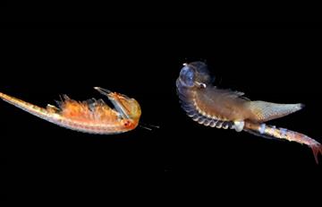Hallan nueve especies de crustáceos supervivientes del Jurásico 