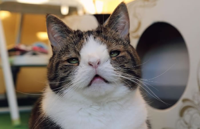 Monty, el gato con síndrome de Down. Foto: Instagram