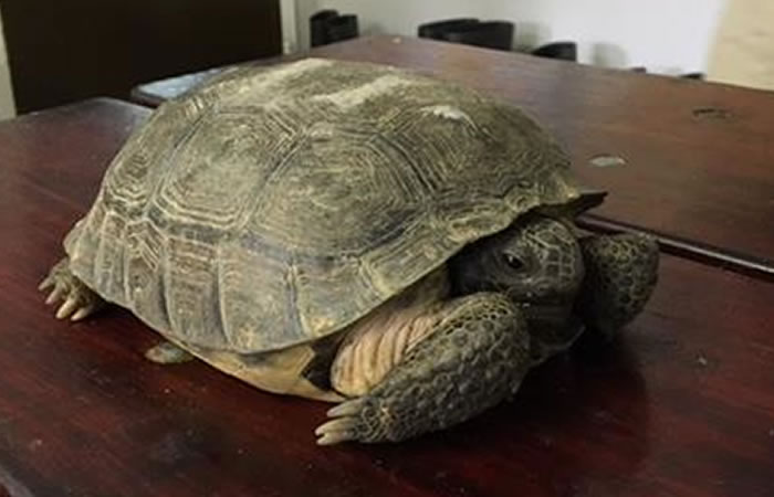Joven esa arrestado por quemar a su tortuga. Foto: Facebook
