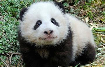 Panda gigante deja de ser una especie en peligro de extinción 