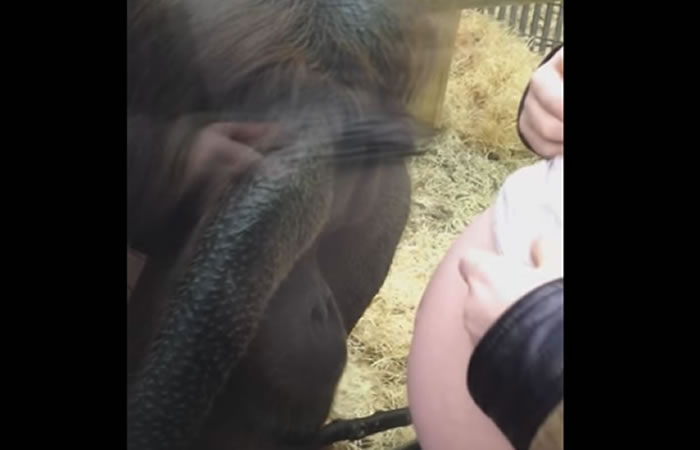 Orangután besa el vientre de una mujer. Foto: Youtube