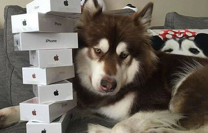 Chino le regala ocho iPhone a su mascota. Foto: Facebook