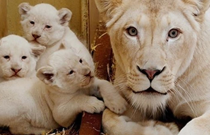 Nacen cuatro leones blancos