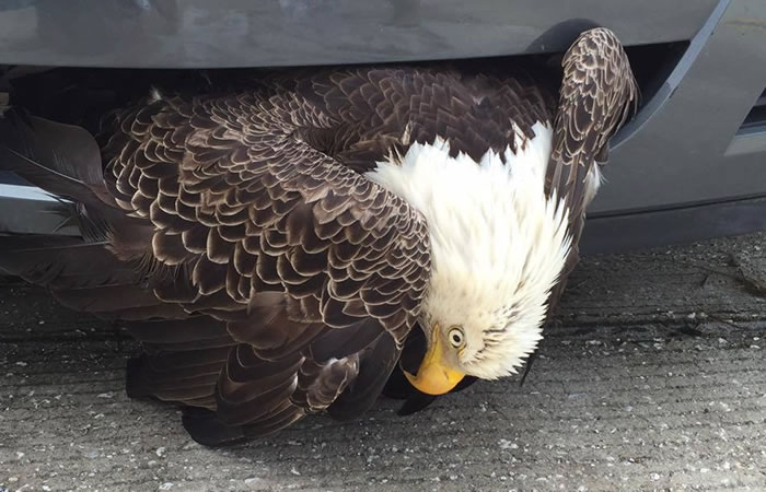 Huracán Matthew causa accidente a una águila. Foto: Facebook