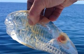  Conoce la curiosa especie marina transparente