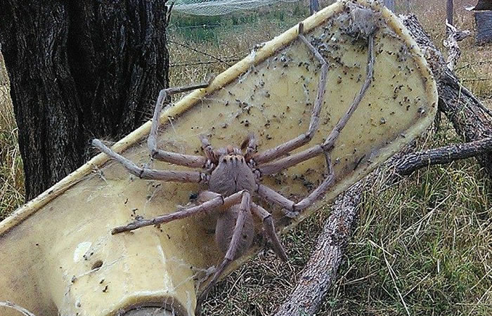 Araña cazadora no es venosa para los humanos. Foto: Facebook
