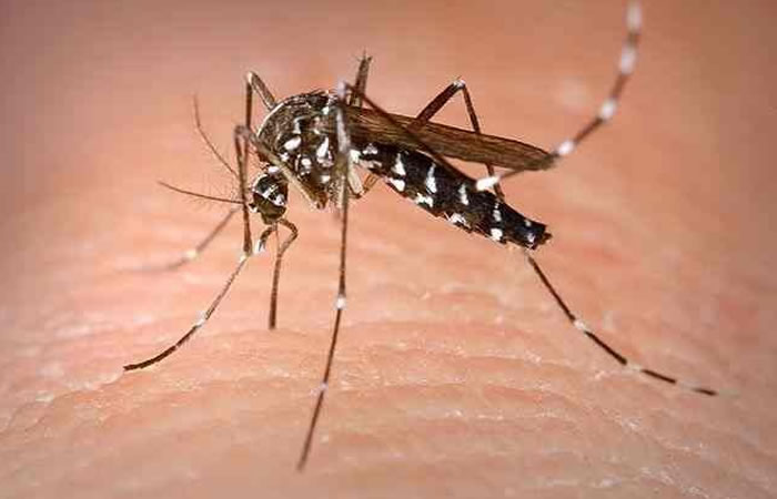 Mosquito Aedes albopictus, transmisor de la fiebre chikungunya. Foto: EFE