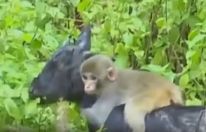 El mono no se desprende de la cabra. Foto: Youtube