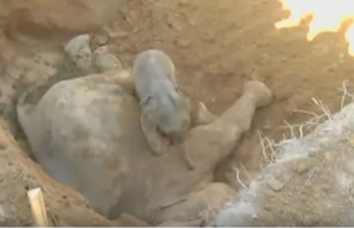 Bebé elefante se resiste a abandonar a su madre. Foto: Youtube