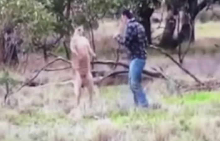 Hombre golpea a un canguro. Foto: Youtube