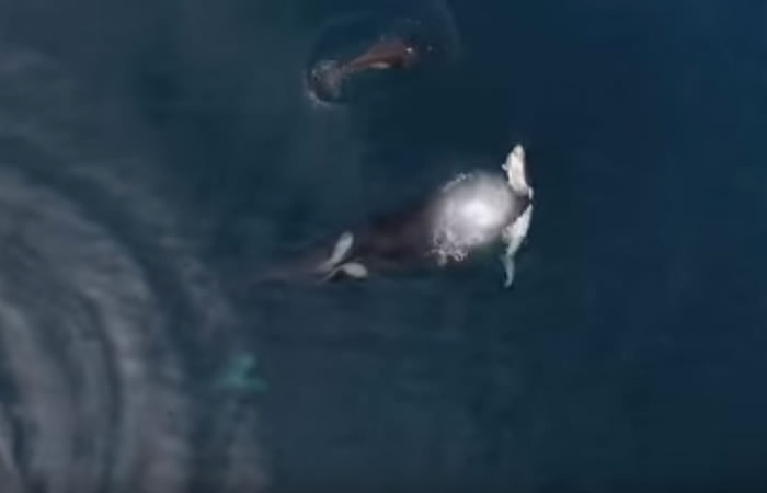 Orcas devorando un tiburón. Foto: Youtube
