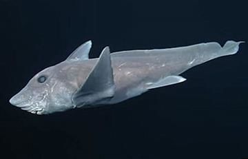 Tiburón fantasma: Lo graban por primera vez 