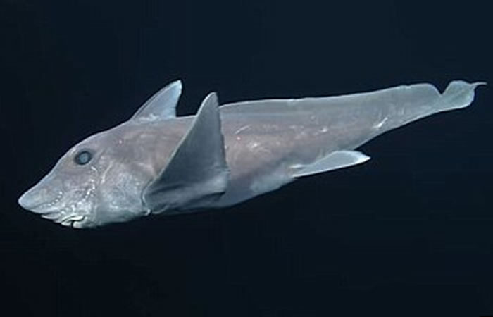 Tiburón fantasma sorprende a los científicos. Foto: Youtube