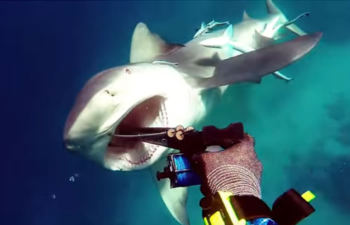 Tiburón queda con graves heridas. Foto: Youtube