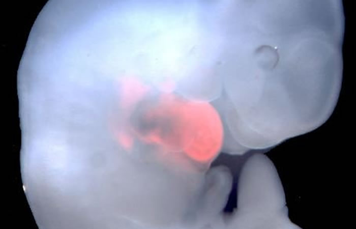 Introducen células humanas en embriones de cerdo. Foto: EFE