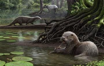 Descubren nutria prehistórica gigante 