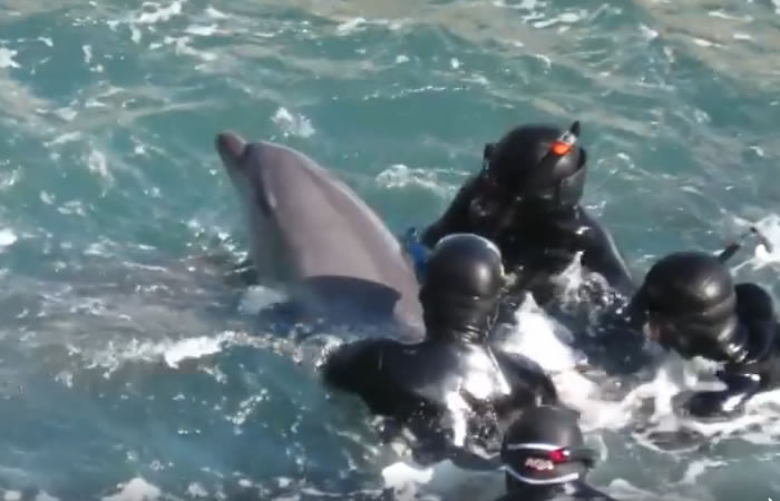 Delfín es alejado de su cría. Foto: Facebook