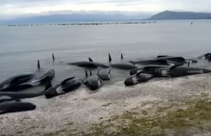 Mueren más de 300 ballenas. Foto: Youtube