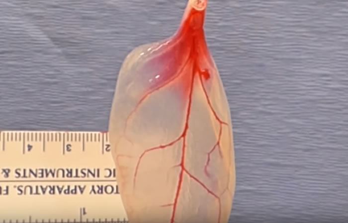 Corazón artificial. Foto: Youtube