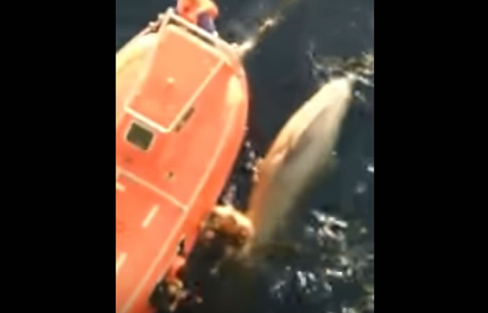 Hombre rescata a una ballena. Foto: Youtube