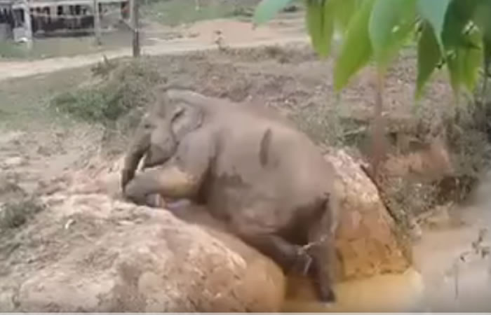 Elefante Lia. Foto: Youtube