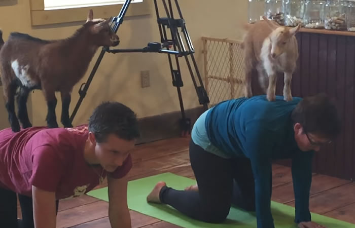 Yoga con cabras. Foto: Youtube